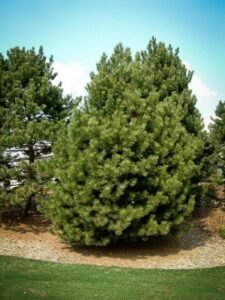 Сосна Чёрная (Pinus Nigra) купить по цене от 270.00р. в интернет-магазине «Посадика» с доставкой почтой в в Калтане и по всей России – [изображение №1].