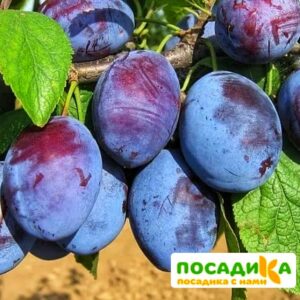 Слива Чачакская ранняя купить по цене от 229.00р. в интернет-магазине «Посадика» с доставкой почтой в в Калтане и по всей России – [изображение №1].