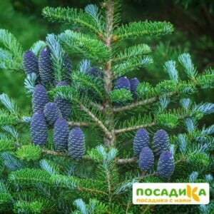 Пихта корейская (Abies koreana) купить по цене от 450.00р. в интернет-магазине «Посадика» с доставкой почтой в в Калтане и по всей России – [изображение №1].