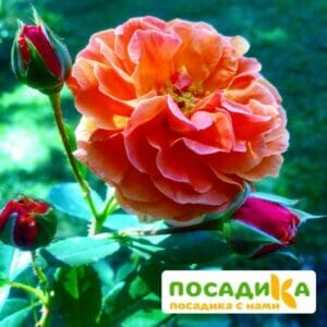 Роза Арабия купить по цене от 350.00р. в интернет-магазине «Посадика» с доставкой почтой в в Калтане и по всей России – [изображение №1].