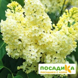 Сирень Примроуз (Primrose) купить по цене от 529.00р. в интернет-магазине «Посадика» с доставкой почтой в в Калтане и по всей России – [изображение №1].