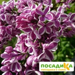 Сирень Сенсация купить по цене от 529.00р. в интернет-магазине «Посадика» с доставкой почтой в в Калтане и по всей России – [изображение №1].