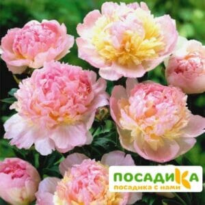 Пион Распберри Сандей (Paeonia Raspberry Sundae) купить по цене от 959р. в интернет-магазине «Посадика» с доставкой почтой в в Калтане и по всей России – [изображение №1].