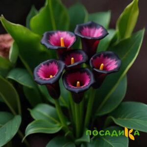 Калла Аура Лейс купить по цене от 400р. в интернет-магазине «Посадика» с доставкой почтой в в Калтане и по всей России – [изображение №1].
