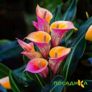 Калла Оникс купить по цене от 450р. в интернет-магазине «Посадика» с доставкой почтой в в Калтане и по всей России – [изображение №1].
