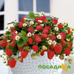 Клубника Рубиновый Шепот (горшечная) купить по цене от 240р. в интернет-магазине «Посадика» с доставкой почтой в в Калтане и по всей России – [изображение №1].