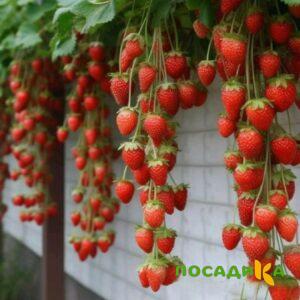 Клубника вьющаяся Комплимент купить по цене от 470р. в интернет-магазине «Посадика» с доставкой почтой в в Калтане и по всей России – [изображение №1].