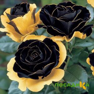 Роза Ханни Сикл купить по цене от 700р. в интернет-магазине «Посадика» с доставкой почтой в в Калтане и по всей России – [изображение №1].
