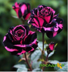 Роза Багровый Шепот купить по цене от 366р. в интернет-магазине «Посадика» с доставкой почтой в в Калтане и по всей России – [изображение №1].
