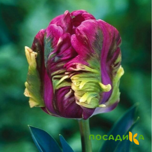 Тюльпан Экзотик Хэвен купить по цене от 186р. в интернет-магазине «Посадика» с доставкой почтой в в Калтане и по всей России – [изображение №1].